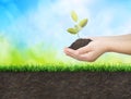 Hands planting seedlings Royalty Free Stock Photo