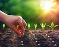 Hands Planting The Seeds Royalty Free Stock Photo