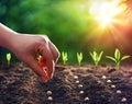 Hands Planting The Seeds