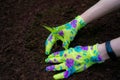 Hands planting a sprout in garden bed. Hands in colored gardening gloves