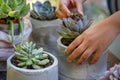 hands planting succulents in homemade concrete planters