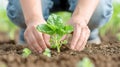 Hands Planting Young Seedling in Soil