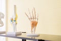 Hands plastic anatomy physiology model a bones in hospital