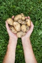 Hands with a potatoes on a background of green grass
