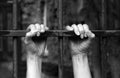 Hands of the prisoner on a steel lattice close-up, black and white Royalty Free Stock Photo