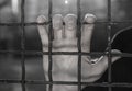 Hands of the prisoner on a steel lattice close up Royalty Free Stock Photo