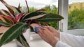 Hands processing potted plant. Stromanthe against diseases, crop pests. Indoor flowers, bottles with agent plant diseases Royalty Free Stock Photo