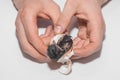 The hands of a professional farmer help a newborn chicken chick get out of a hatching egg on a white background Royalty Free Stock Photo