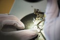 Hands of professional tech repairing small computer components on microscope table using Soldering iron. Closeup