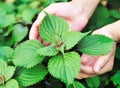Hands protect coleus plants Royalty Free Stock Photo