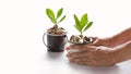 Hands protect growing plant of coins represented saving money