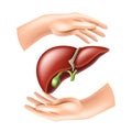 Hands protect the human liver. Concept of Health care