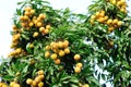 Hands protect litchi fruits on tree