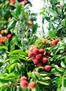 Hands protect litchi fruits on tree