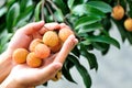 Hands protect litchi fruits on tree