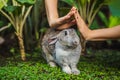 Hands protect rabbit. Cosmetics test on rabbit animal. Cruelty free and stop animal abuse concept Royalty Free Stock Photo