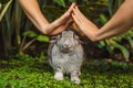 Hands protect rabbit. Cosmetics test on rabbit animal. Cruelty free and stop animal abuse concept Royalty Free Stock Photo