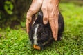 Hands protect rabbit. Cosmetics test on rabbit animal. Cruelty free and stop animal abuse concept Royalty Free Stock Photo