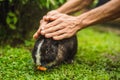 Hands protect rabbit. Cosmetics test on rabbit animal. Cruelty free and stop animal abuse concept Royalty Free Stock Photo