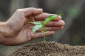 Hands protect trees, plant trees,  plant trees to reduce global warming, Forest conservation, World Environment Day Royalty Free Stock Photo