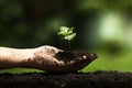 Hands protect trees, plant trees, hands on trees, love nature Royalty Free Stock Photo