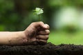 Hands protect trees, plant trees, hands on trees, love nature Royalty Free Stock Photo