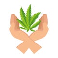 hands protecting cannabis leafs plant