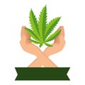 hands protecting cannabis leafs plant