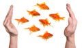 Hands protecting or catching goldfish Royalty Free Stock Photo