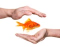 Hands protecting or catching goldfish Royalty Free Stock Photo