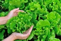 Hands protecting green lettuce in vegetable garden Royalty Free Stock Photo