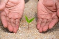 A hands protecting plant growing on soil for sustainability.