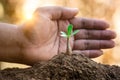 A hands protecting plant growing on soil for sustainability. Royalty Free Stock Photo