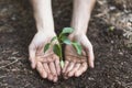 hands protecting plant. High quality photo Royalty Free Stock Photo