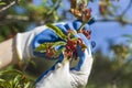 Hands with protective gloves peel off sick leaves of the peach tree. Royalty Free Stock Photo