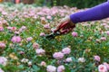 Hands with pruning shears Royalty Free Stock Photo