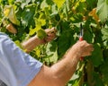 hands with pruning shears cut grape leaves, garden care concept Royalty Free Stock Photo