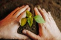 Hands putting a beautiful seedling in soil, unrecognizable man arms, blurred background, selective