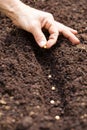 Hands putting seed in the ground - soy seed Royalty Free Stock Photo