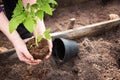 Hands putting tomato seedling Royalty Free Stock Photo