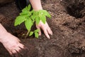 Hands putting tomato seedling Royalty Free Stock Photo