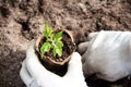 Hands putting tomato seedling Royalty Free Stock Photo