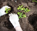 Hands putting tomato seedling Royalty Free Stock Photo