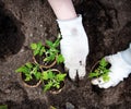 Hands putting tomato seedling Royalty Free Stock Photo