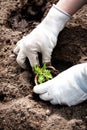 Hands putting tomato seedling Royalty Free Stock Photo