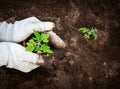 Hands putting tomato seedling Royalty Free Stock Photo