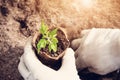 Hands putting tomato seedling Royalty Free Stock Photo