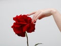 Hands with red manicure holding delicate rose close-up isolated on white. Closeup of female hands with beautiful professional Royalty Free Stock Photo