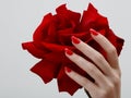 Hands with red manicure holding delicate rose close-up isolated on white. Closeup of female hands with beautiful professional Royalty Free Stock Photo