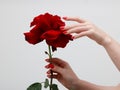 Hands with red manicure holding delicate rose close-up isolated on white. Closeup of female hands with beautiful professional Royalty Free Stock Photo